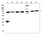 MAD1 Antibody in Western Blot (WB)