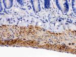 MAOB Antibody in Immunohistochemistry (Paraffin) (IHC (P))