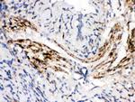 MAOB Antibody in Immunohistochemistry (Paraffin) (IHC (P))