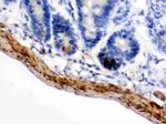 MAOB Antibody in Immunohistochemistry (Paraffin) (IHC (P))