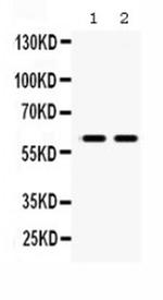 MAOB Antibody in Western Blot (WB)