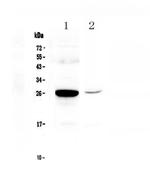 MBL2 Antibody in Western Blot (WB)