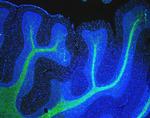 MBP Antibody in Immunohistochemistry (Paraffin) (IHC (P))