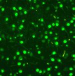 MCM2 Antibody in Immunocytochemistry (ICC/IF)