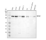 MCM2 Antibody in Western Blot (WB)