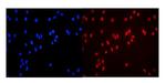 MCM3 Antibody in Immunocytochemistry (ICC/IF)