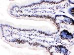 MCM3 Antibody in Immunohistochemistry (Paraffin) (IHC (P))