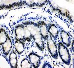 MCM3 Antibody in Immunohistochemistry (Paraffin) (IHC (P))