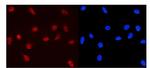 MCM5 Antibody in Immunocytochemistry (ICC/IF)