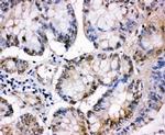 MCM5 Antibody in Immunohistochemistry (Paraffin) (IHC (P))