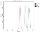 MCM6 Antibody in Flow Cytometry (Flow)