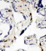 MCM6 Antibody in Immunohistochemistry (Frozen) (IHC (F))