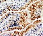 MCM6 Antibody in Immunohistochemistry (Frozen) (IHC (F))