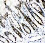 MCM7 Antibody in Immunohistochemistry (Paraffin) (IHC (P))