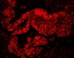 MCM7 Antibody in Immunohistochemistry (Paraffin) (IHC (P))