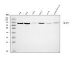 MCM7 Antibody in Western Blot (WB)