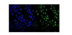 MDC1 Antibody in Immunocytochemistry (ICC/IF)