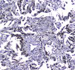 MDC1 Antibody in Immunohistochemistry (Paraffin) (IHC (P))