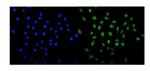 MED13 Antibody in Immunocytochemistry (ICC/IF)