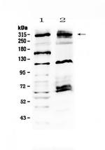 MED13 Antibody in Western Blot (WB)