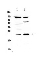 TRFP Antibody in Western Blot (WB)