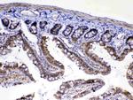 MED4 Antibody in Immunohistochemistry (Paraffin) (IHC (P))