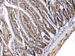 MED4 Antibody in Immunohistochemistry (Paraffin) (IHC (P))