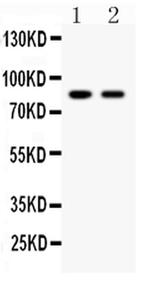 MFN2 Antibody in Western Blot (WB)