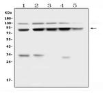 MLH1 Antibody in Western Blot (WB)