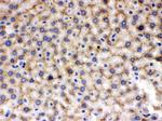 MMP9 Antibody in Immunohistochemistry (Paraffin) (IHC (P))