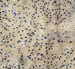 MTA1 Antibody in Immunohistochemistry (Frozen) (IHC (F))