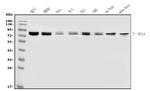 MTA1 Antibody in Western Blot (WB)