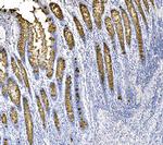 MUC2 Antibody in Immunohistochemistry (Paraffin) (IHC (P))