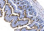 MUC2 Antibody in Immunohistochemistry (Paraffin) (IHC (P))