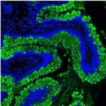 MUC2 Antibody in Immunohistochemistry (Paraffin) (IHC (P))