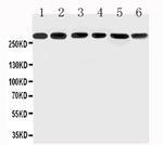 MUC5AC Antibody in Western Blot (WB)