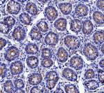 MUC5AC Antibody in Immunohistochemistry (Paraffin) (IHC (P))