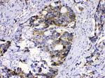 MUT Antibody in Immunohistochemistry (Paraffin) (IHC (P))