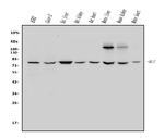 MUT Antibody in Western Blot (WB)