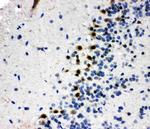 B-Myb Antibody in Immunohistochemistry (Paraffin) (IHC (P))