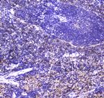 NKp46 (CD335) Antibody in Immunohistochemistry (Paraffin) (IHC (P))