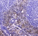 NKp46 (CD335) Antibody in Immunohistochemistry (Paraffin) (IHC (P))