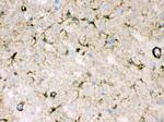 NDRG2 Antibody in Immunohistochemistry (Paraffin) (IHC (P))