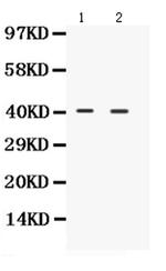 NDRG2 Antibody in Western Blot (WB)