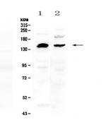 NEDD4 Antibody in Western Blot (WB)