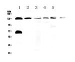 NEDD4L Antibody in Western Blot (WB)