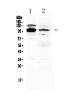 NFATC1 Antibody in Western Blot (WB)