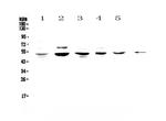 NFIB Antibody in Western Blot (WB)