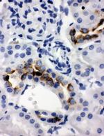 Kallikrein 1 Antibody in Immunohistochemistry (Paraffin) (IHC (P))