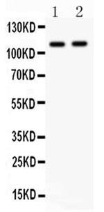 NOD1 Antibody in Western Blot (WB)